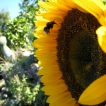 bumblebee_sunflower_mastered