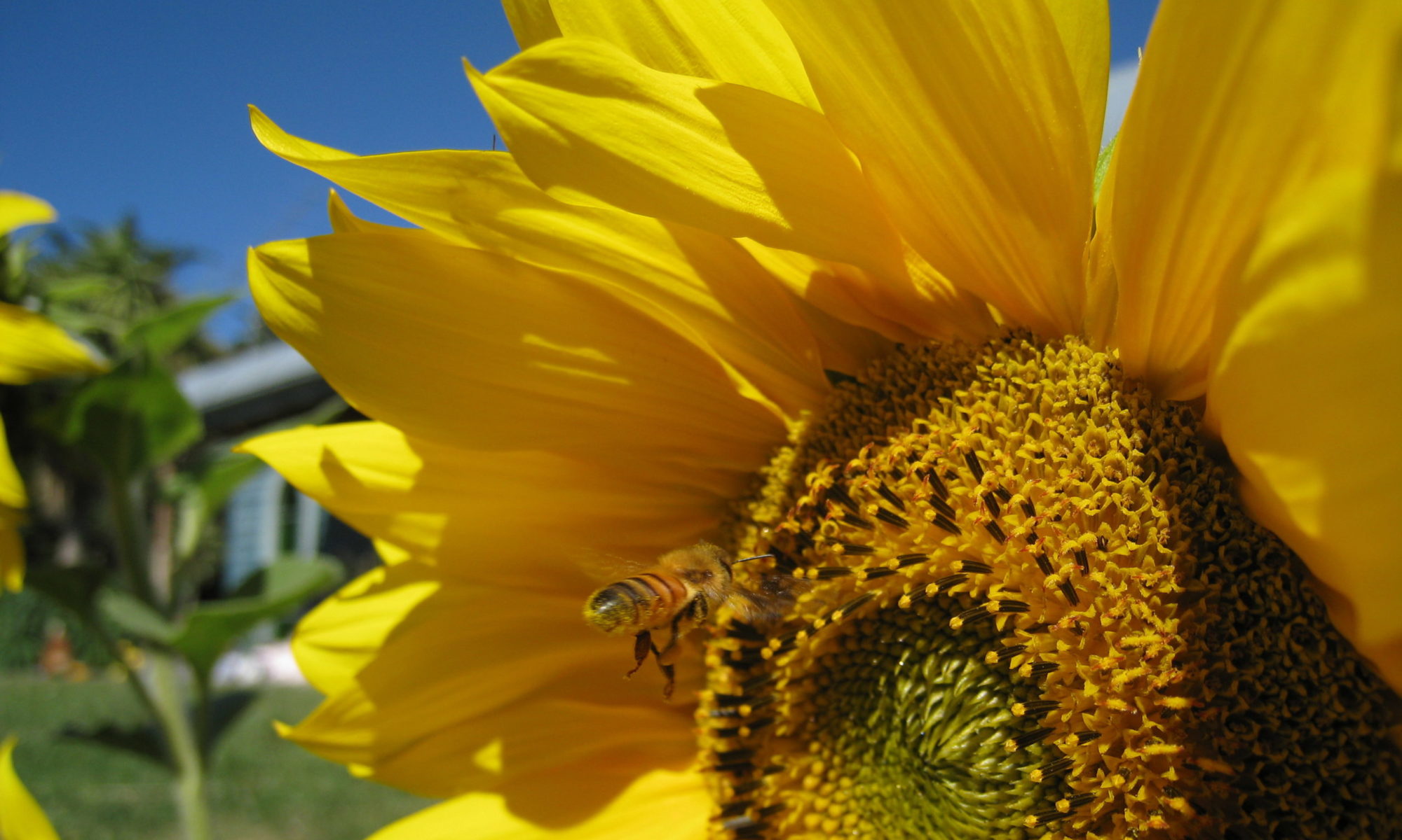 Queen of the Sun: What Are the Bees Telling Us?